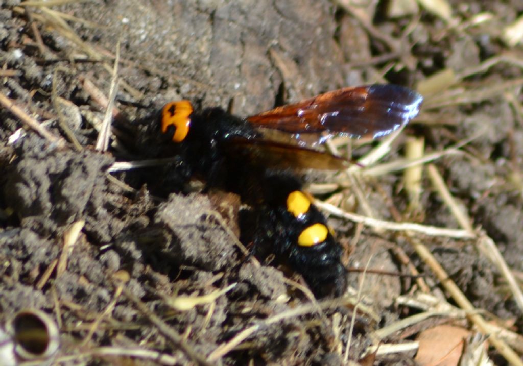 Megascolia maculata flavifrons